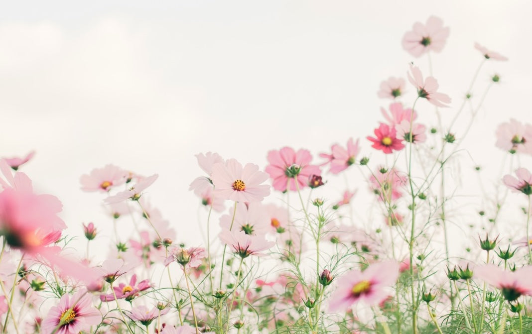 Top Lente Parfum Keuzes voor Dames in 2025